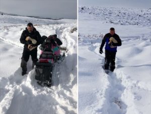 utah-couple-rescue-puppies-2