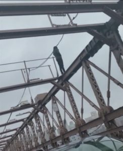 plumber-saves-suicidal-man-brooklyn-bridge-2