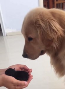 Cuteness Overload Golden Retriever Gets An Adorable Friend Faithpot