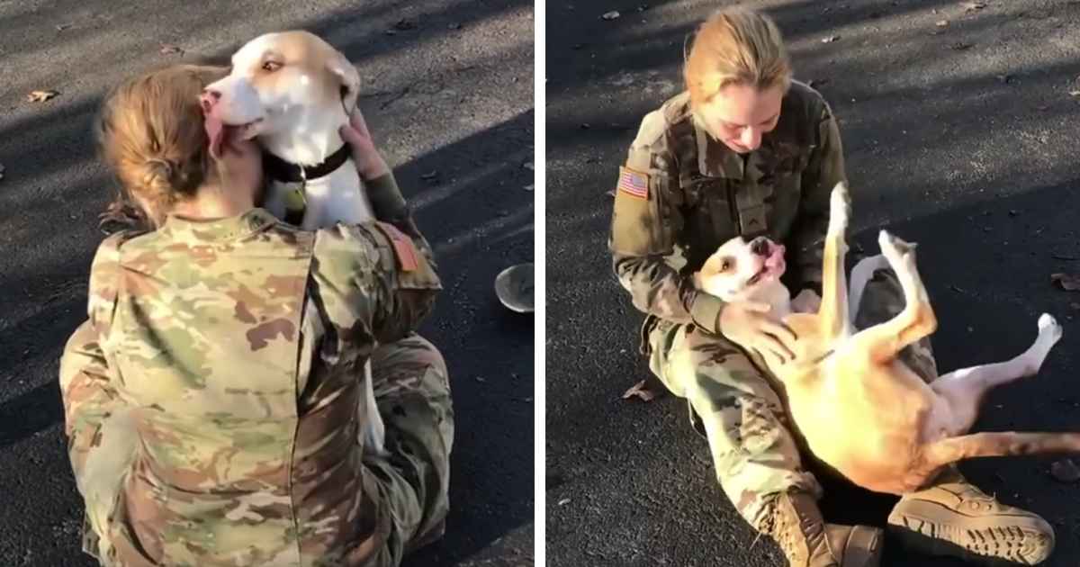 dog reunited with soldier