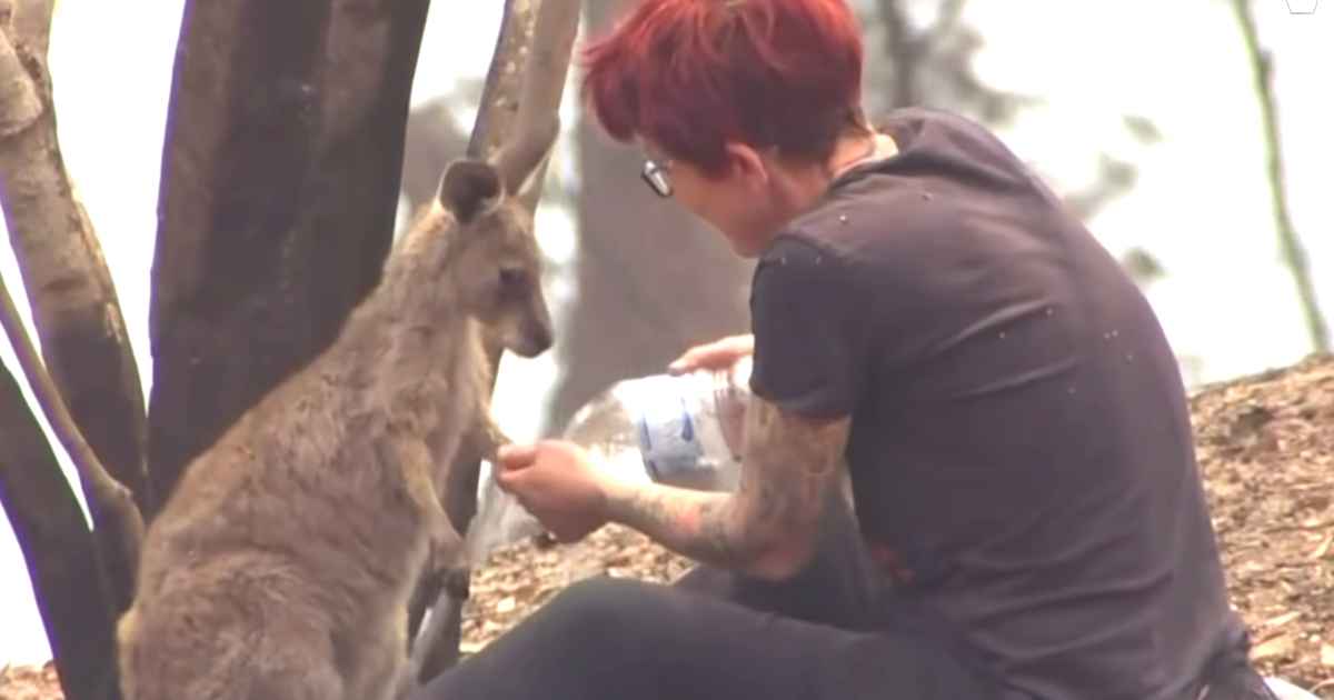 woman-cares-kangaroo-australia-fires