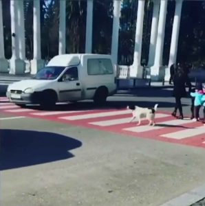 dog-helps-kids-cross-street-3