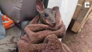 farmer-rescues-kangaroo-2