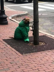 woman-gives-coat-to-dog-2