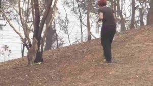 woman-gives kangaroo-water-australia-fires