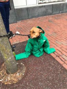 woman-gives-coat-to-dog-4