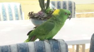 parrot-calls-police-3