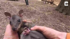 farmer-rescues-kangaroo-3