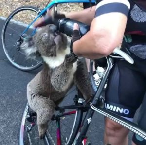 Koala-begs-cyclists-water