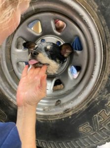 dog-stuck-in-wheel-rim-2