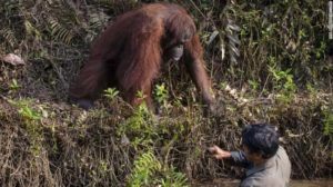 orangutan helping man out of water