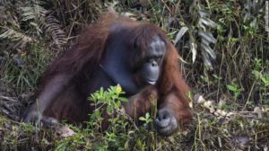 orangutan helps man