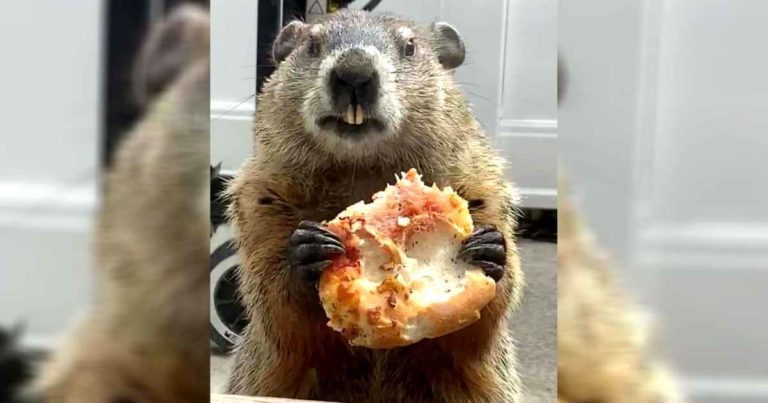 groundhog-eating-pizza