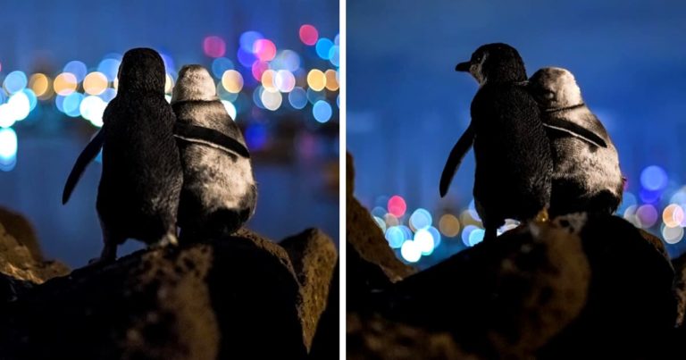 penguins-comfort-each-other