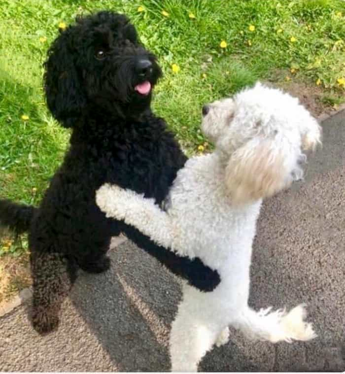 do dogs hug each other