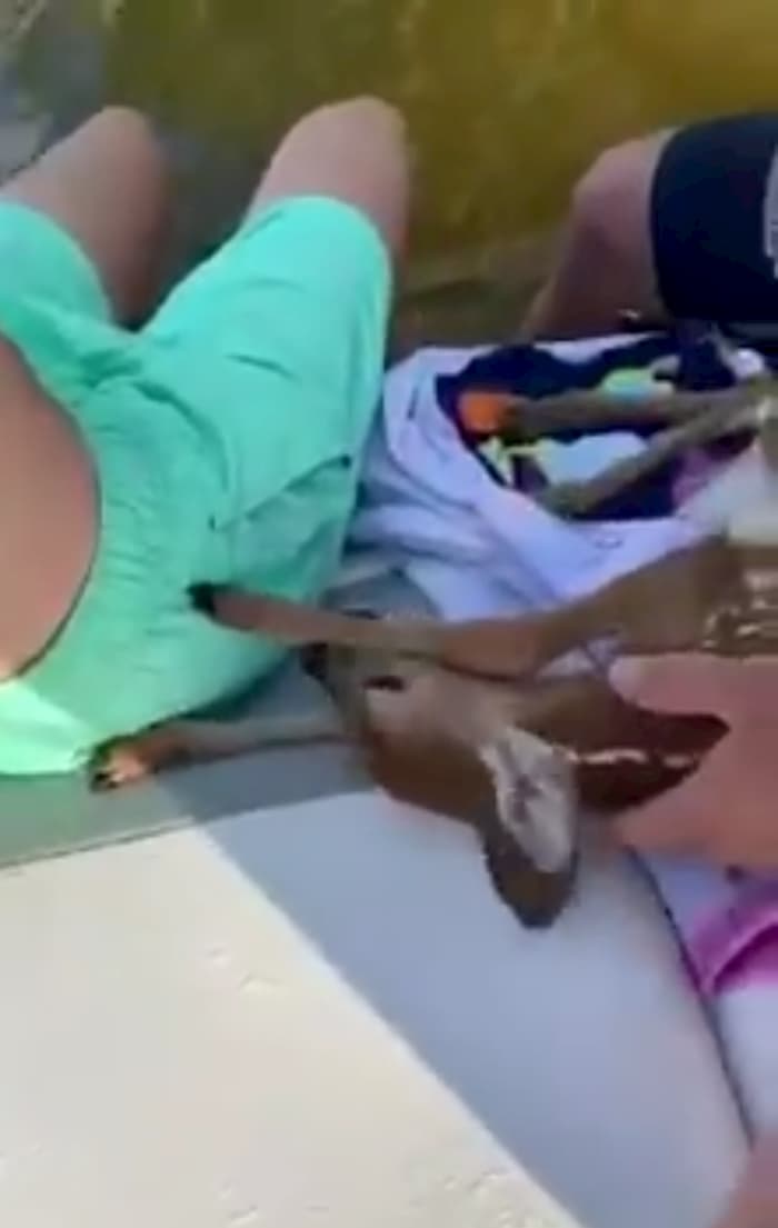 man-saves-baby-deer-with-cpr-2