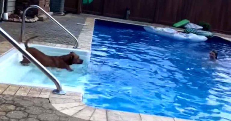 dog-saves-little-girl-from-pool