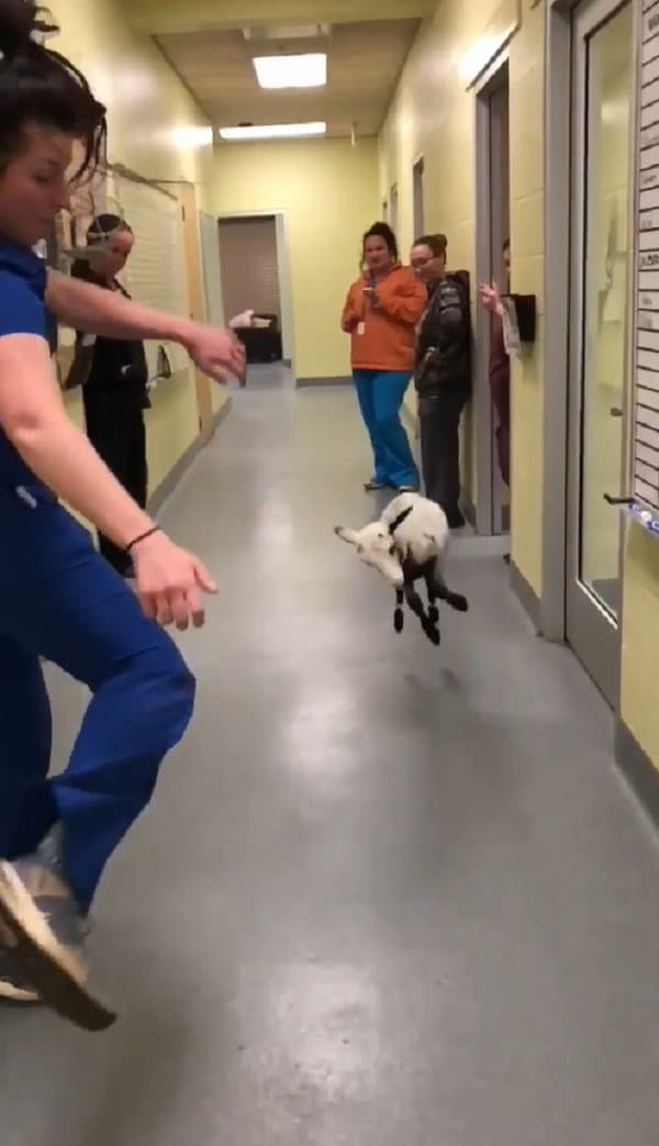 ursula-dancing-lamb-2