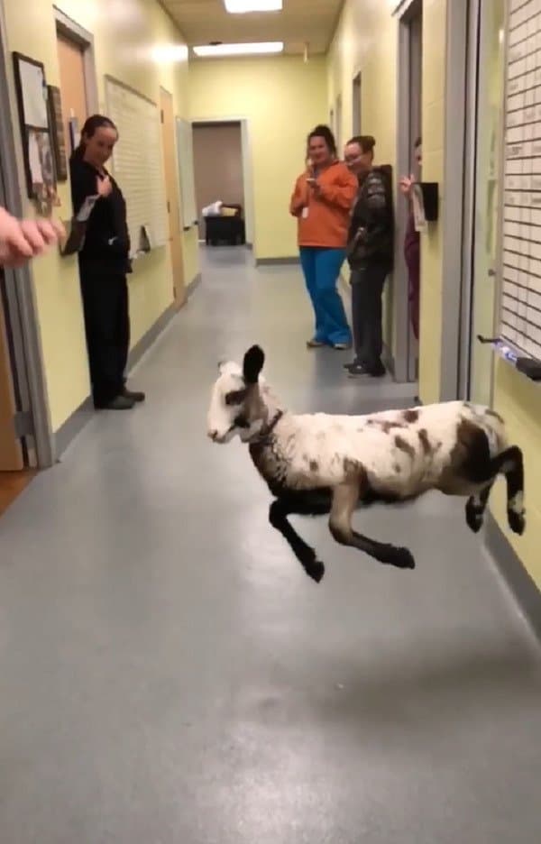 ursula-dancing-lamb