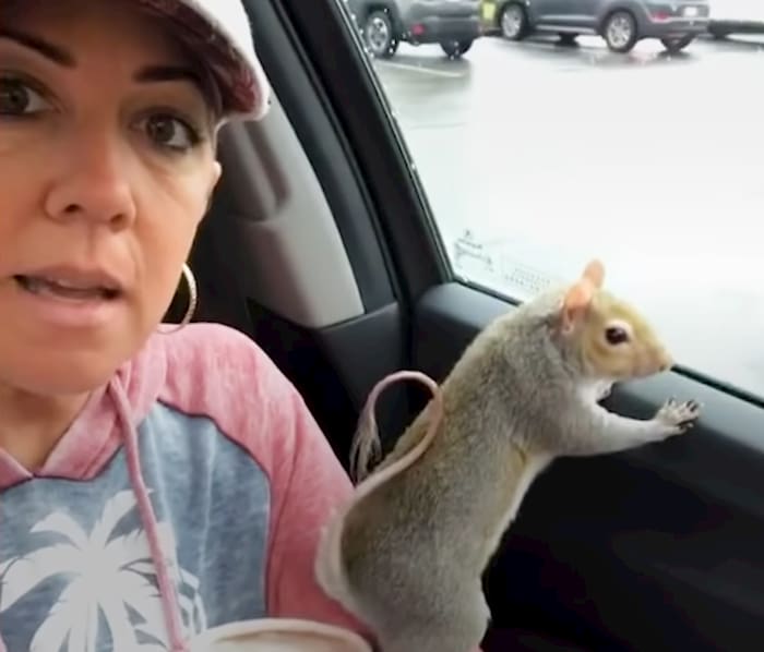 Sweet-Pea-the-rescue-squirrel