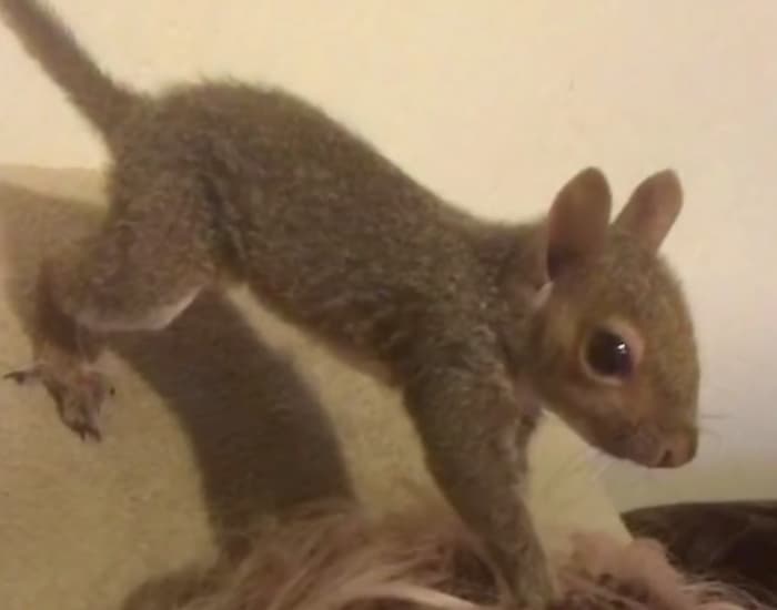 Sweet-Pea-the-squirrel-3