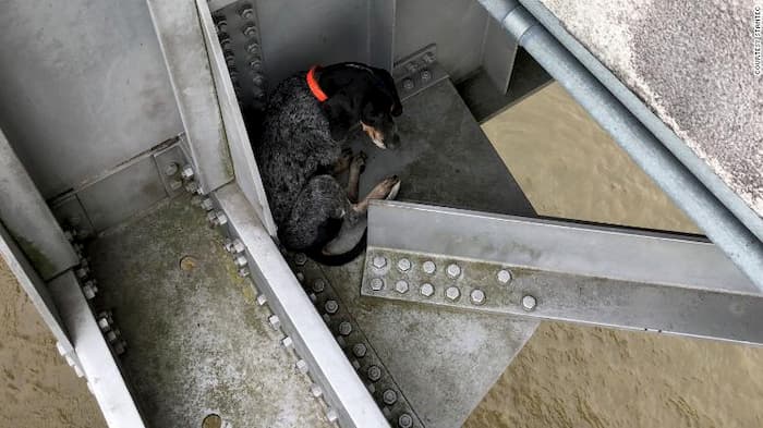 bridge-dog-rescue