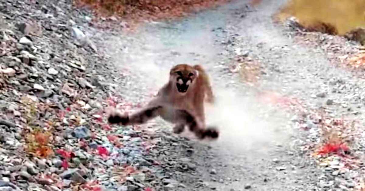 cougar-stalking-runner
