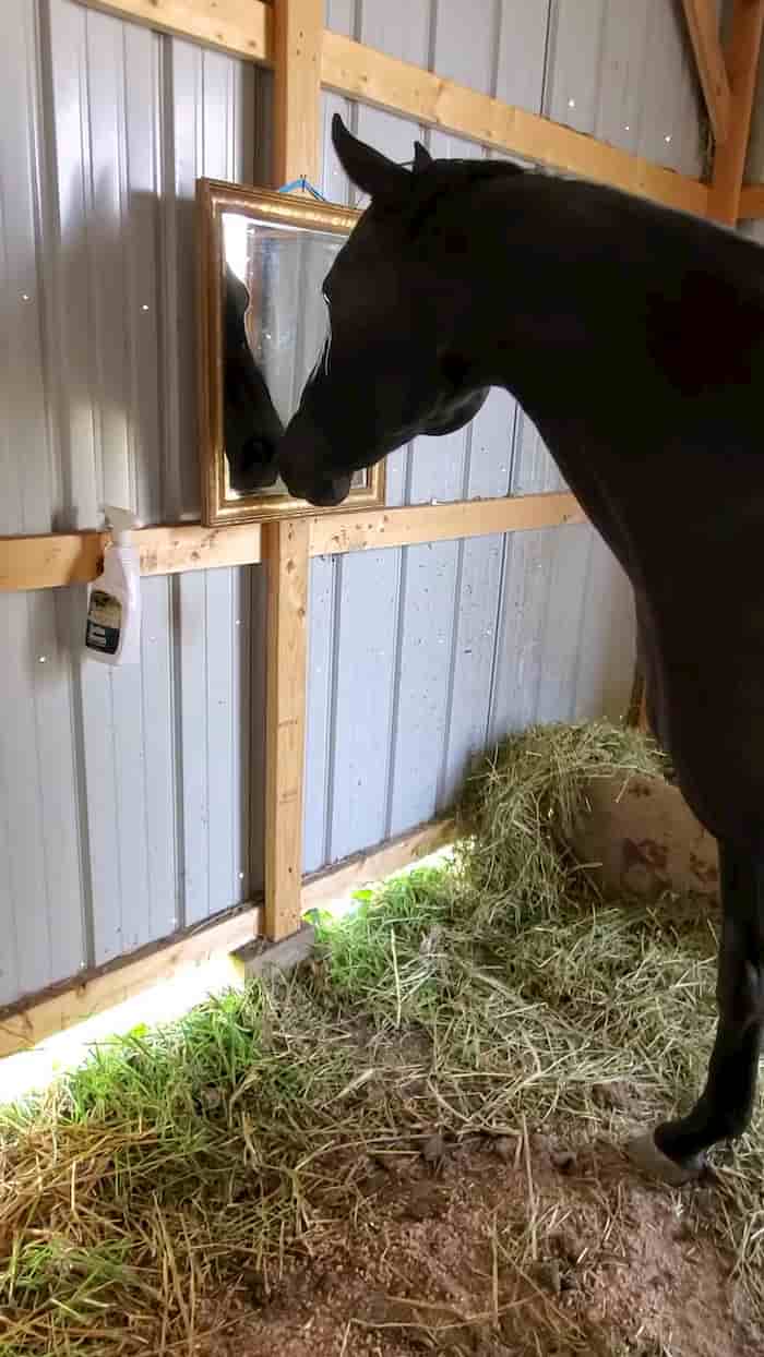 horse sees her face on mirror