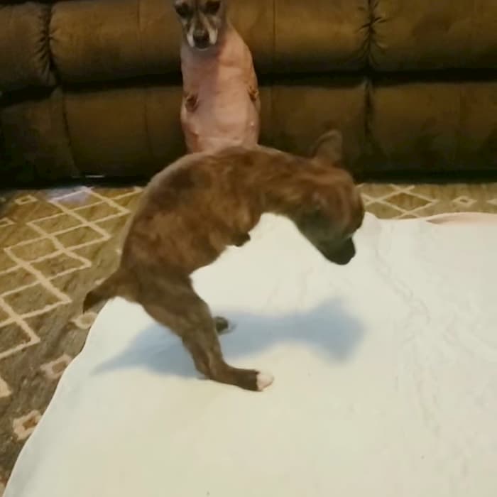 Dog With No Front Legs