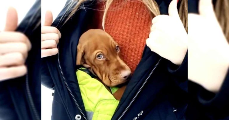puppy-inside-jacket