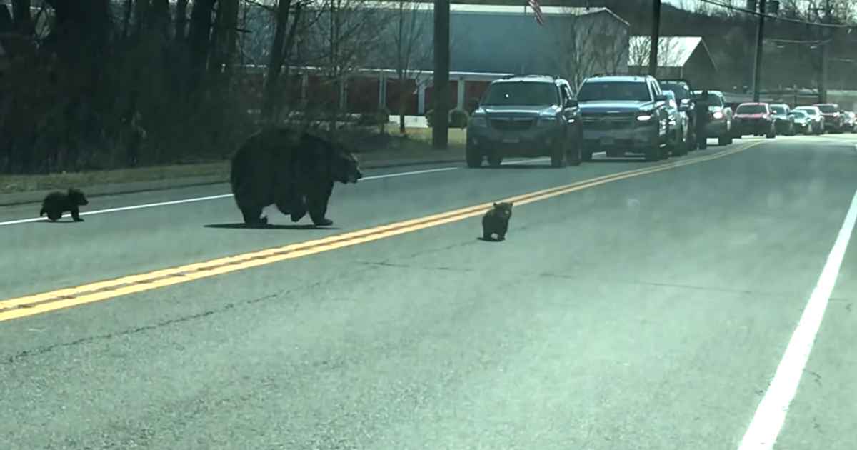 Mama Bear Goes Above And Beyond To Get Her 4 Cubs Across The Road