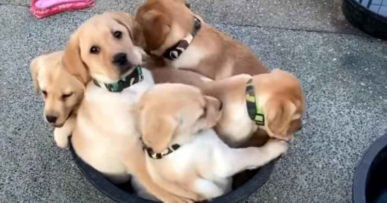 puppies-in-a-bucket