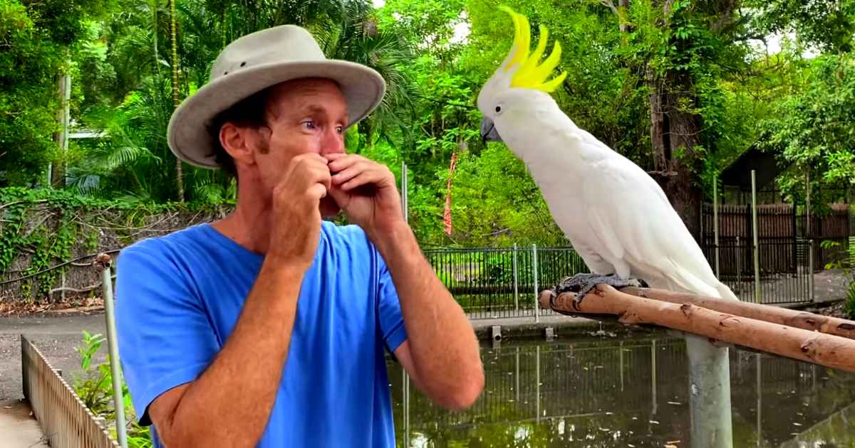 golfing cockatoo