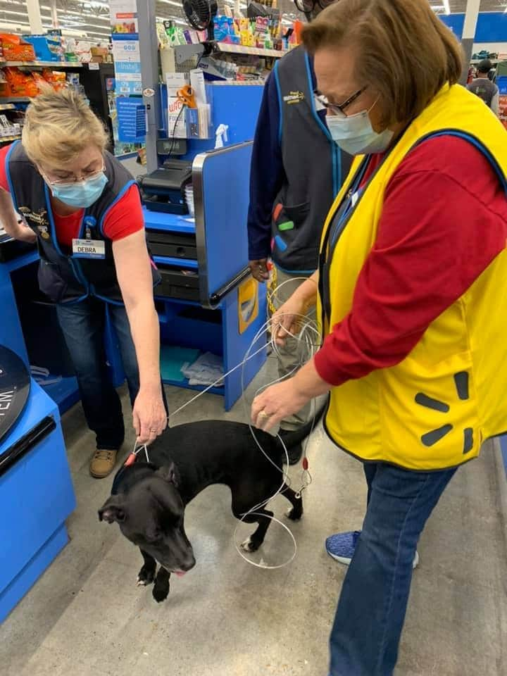 are you aloud to take dogs in walmart