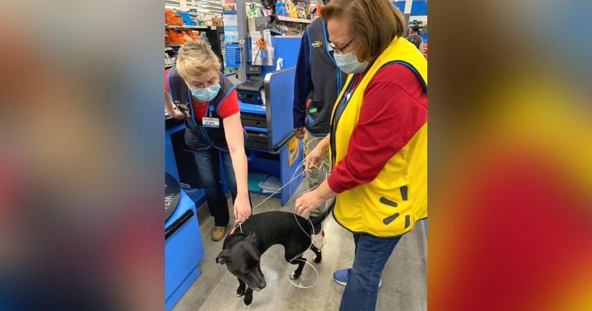 Can You Take Your Dog Into Walmart