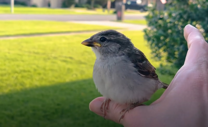 couple-rescues-little-sparrow