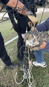 owl-rescue-1