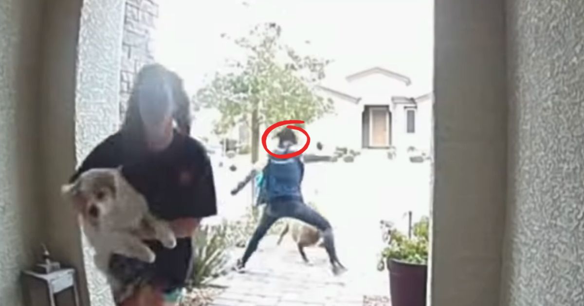 amazon-delivery-driver-saves-dog