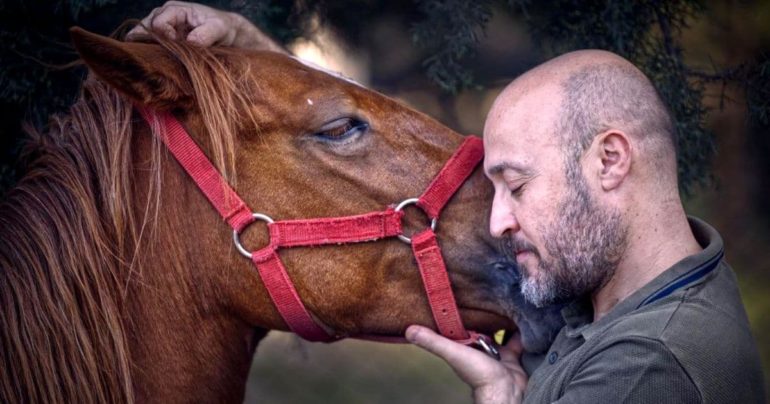 horse-loves-owner