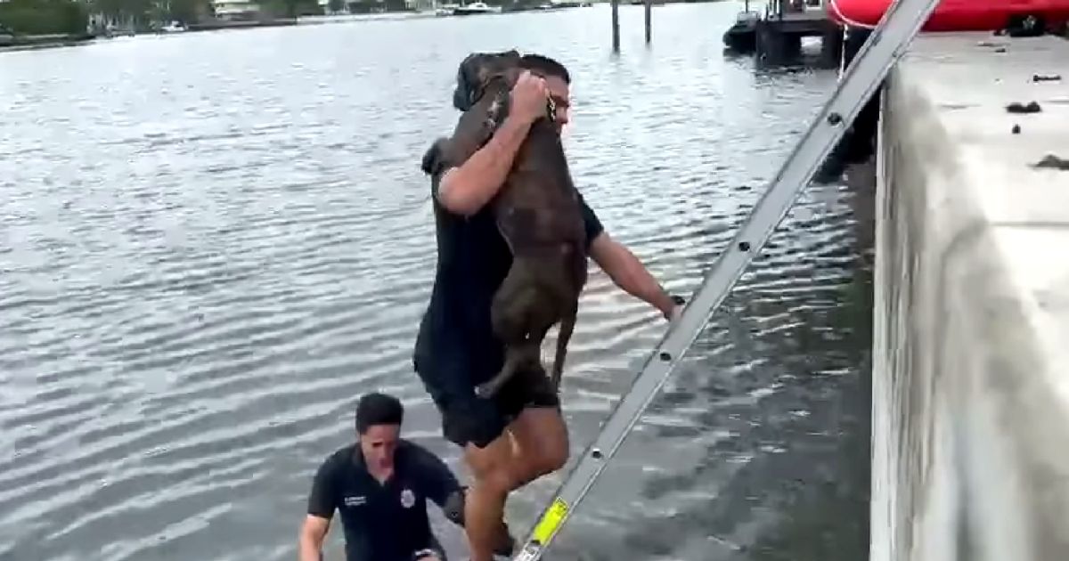 firefighters-save-dog-miami-beach-bay