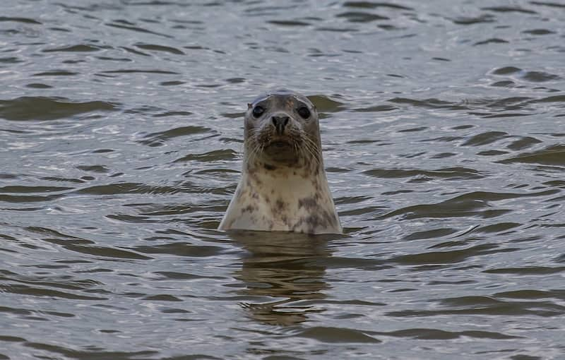 seal-saves-man