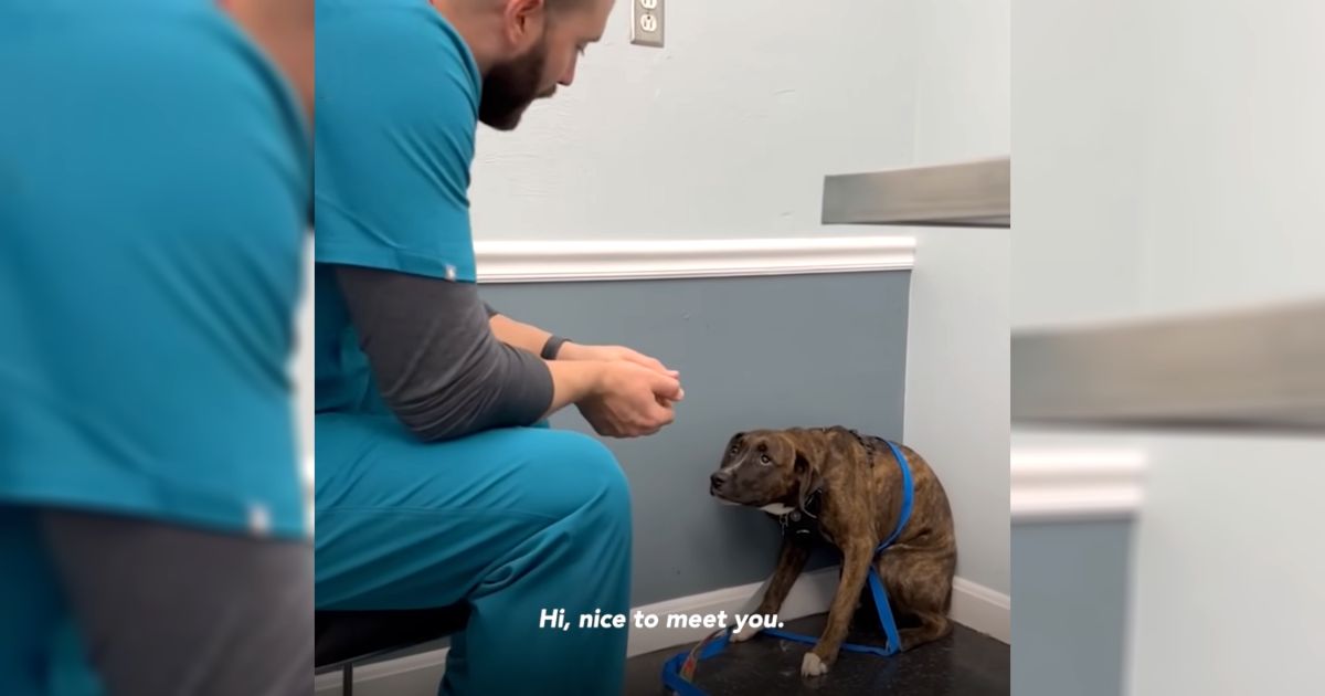 vet-comforts-scared-dog-thomas-hamilton