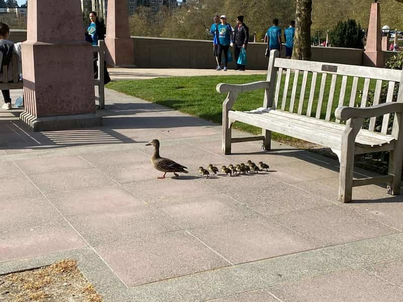 police-officer-rescues-ducklings