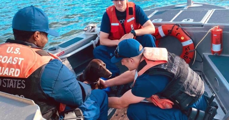 coast-guard-rescues-dog-Pamlico-Sound