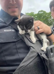 police-officer-adopts-kitten-2