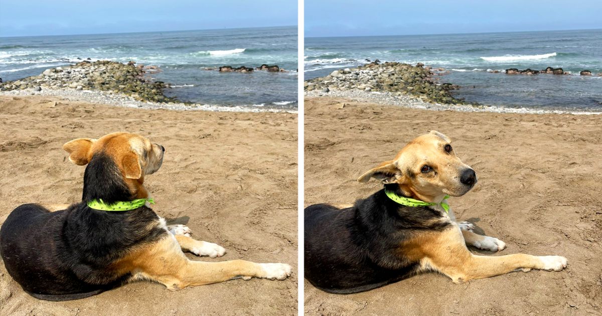 dog-waits-for-owner-at-beach