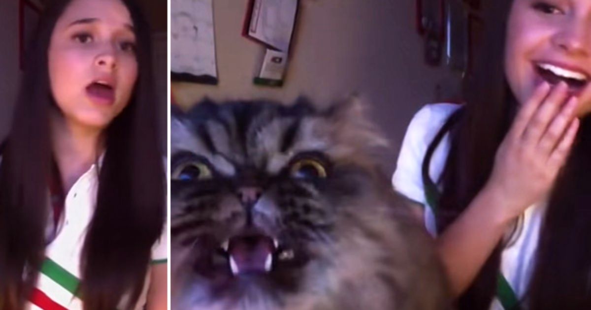 Cat Singing Opera Video Will Crack You Up Today