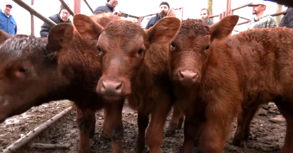 Red Heifers In Israel Could It Be A Sign Of The End Times? FaithPot