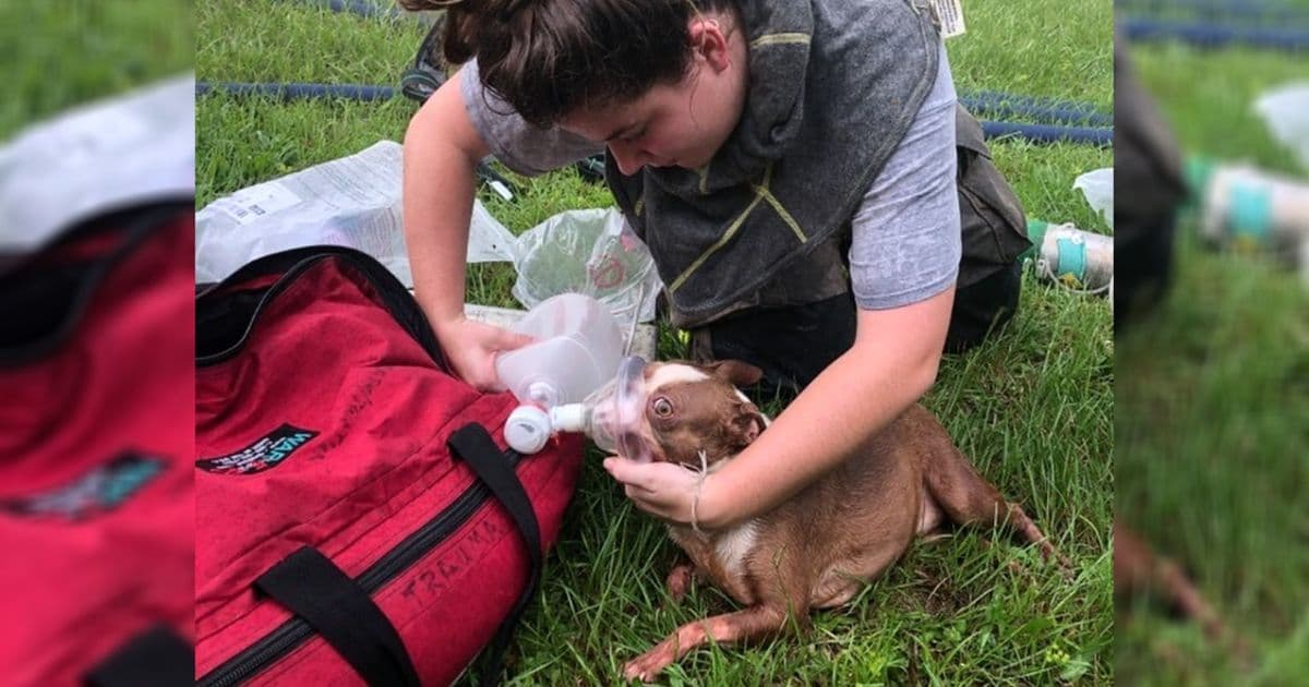 delivery-driver-saves-puppies