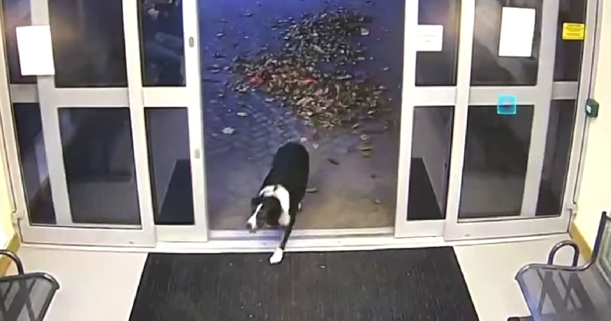 lost-dog-walks-into-police-station